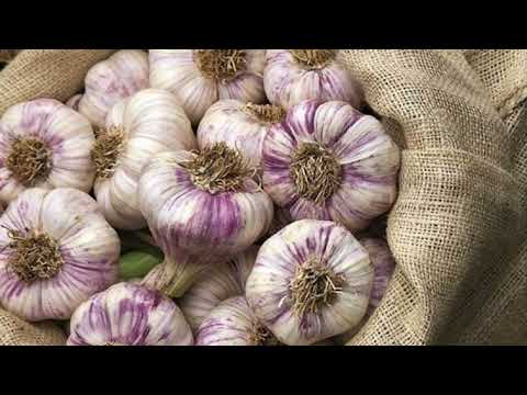 Видео: Топ 6 сортів озимого часнику. Озимий часник: тоа 6 сортів. Озимий часник, який краще обрати. Часник.