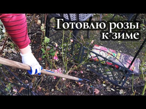Видео: Работаю в саду, готовлю розы к зиме