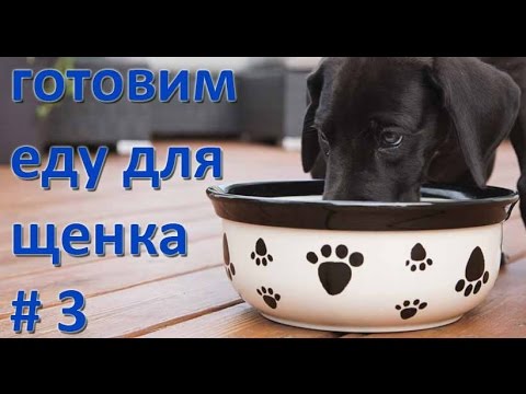 Видео: Моя собака. Готовим еду для щенка. Творог и кефир.