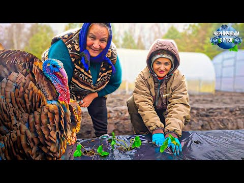 Видео: Тесть научит как землю копать, а теща как огород сажать. Видеокамеры помогли в расследовании.