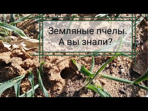 Видео: Земляные пчелы. На какой глубине мед?