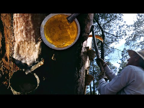 Видео: Смола. Традиционное извлечение смолы из сосны | Потерянные сделки | Документальный фильм