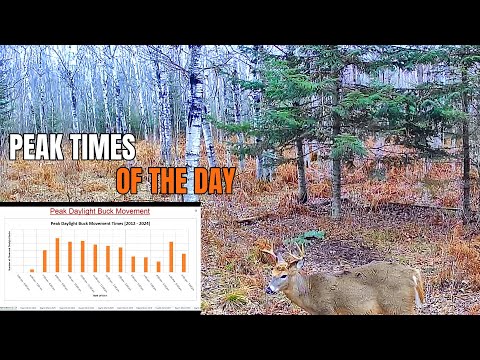 Видео: Лучшие ЧАСЫ ДНЯ для пикового движения оленей!