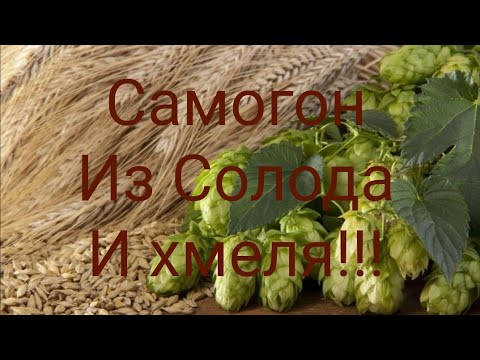 Видео: Самогон из Солода и хмеля!!! Типа Биршнапс. Брага из солода по серо-буро - малиновой схеме!!!)))