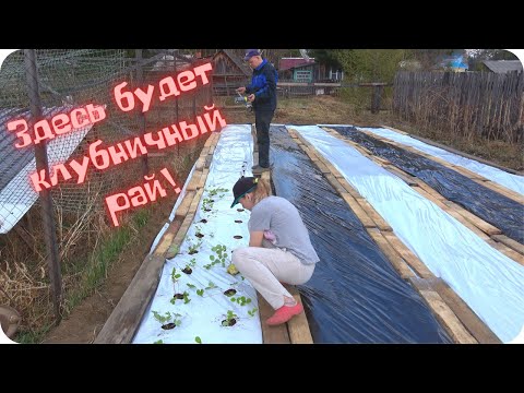 Видео: Про посадки в теплицах, клубничный рай и вспашку огорода.