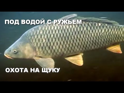 Видео: ПОД ВОДОЙ С РУЖЬЕМ. ЩУКА. Подводная охота на щуку