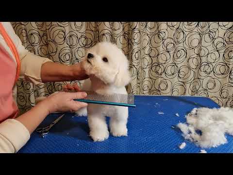 Видео: Первый груминг щенка Бишон фризе ✂️VOLT✂️3 мес✂️ Часть 2 #kennel_BrightStarDog #groomingbichonfrise