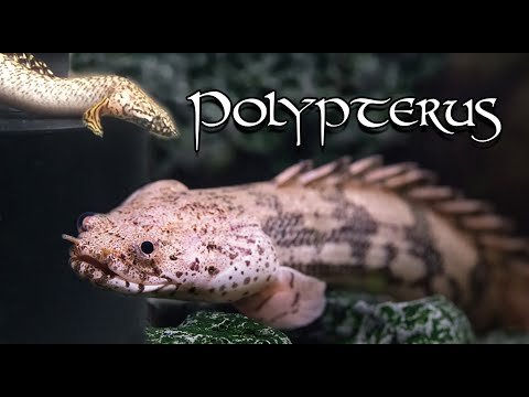 Видео: Полиптерус Эндлихера - Развитие и паралич. Наша история. Endlicher's polypterus - paralysis.