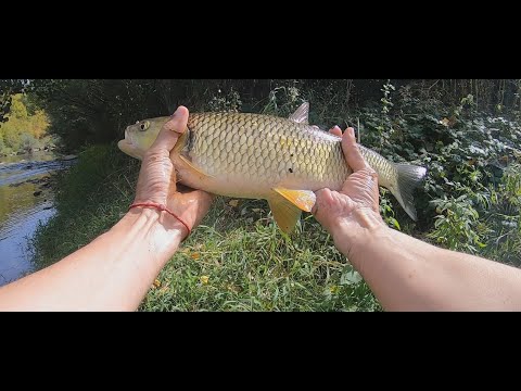 Видео: Риболов на кефал на р. Вит и р.Осъм - Нов личен рекорд