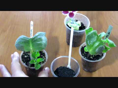 Видео: Как остановить гниение на листе фиалки.