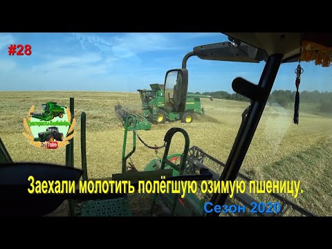 Видео: Заехали молотить полёгшую озимую пшеницу  Урожай 2020