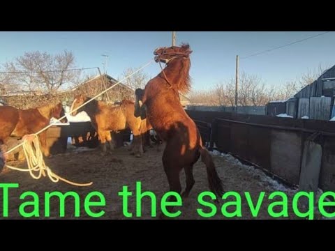 Видео: Укрощение Дикаря.| Taming a wild horse.