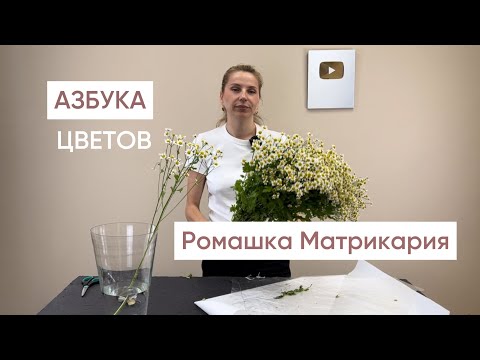 Видео: АЗБУКА ЦВЕТОВ. РОМАШКА МАТРИКАРИЯ.