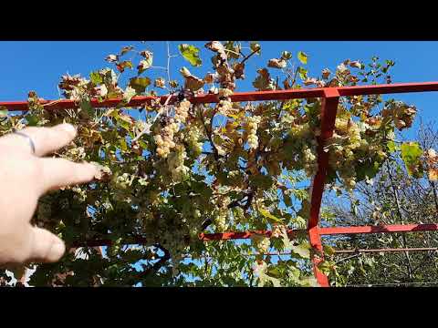 Видео: Процесс приготовления Грузинского вина.Великий  день Грузина и т.д и т.п. сбор урожая 2021 🍇 🍇