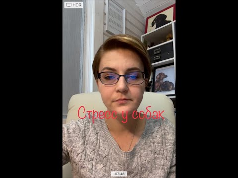 Видео: Стресс у собак.