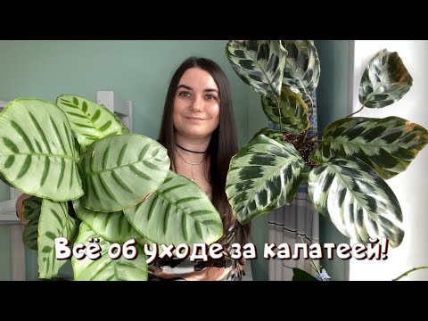 Видео: Всё об уходе за калатеей!