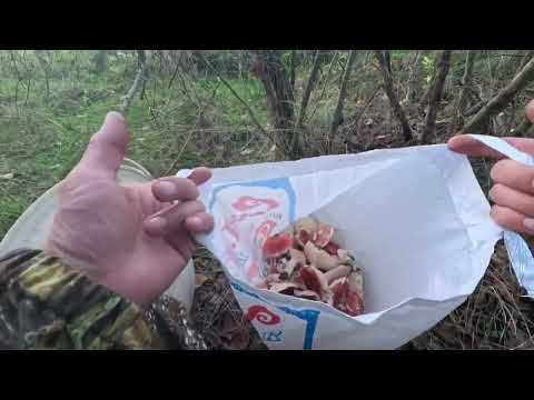 Видео: И СНОВА ПОХОД В ЛЕС РЫЖИКИ ,СЫРОЕЖКИ А ТАКЖЕ НАПАЛ НА КУЧКУ ОПЯТ 
