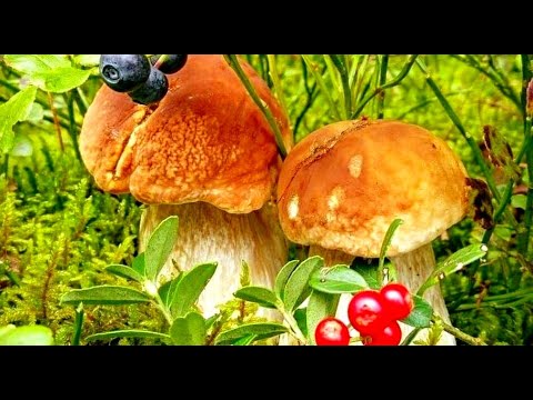 Видео: Грибник Нашёл в Лесу Грибной Рай и Обалдел! Гриб на Грибе Повсюду Такого не Ожидал! Грибы 2023
