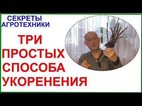 Видео: Три самых простых способа укоренения винограда в домашних условиях.