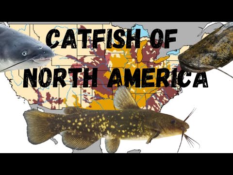 Видео: Виды сомов Северной Америки: руководство по идентификации с картами ареалов