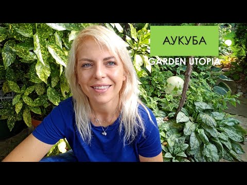Видео: #Ден 12 от 90 ДНИ НА СЕЛО: Красиви храсти за сянка - Аукуба японика (Aucuba japonica)