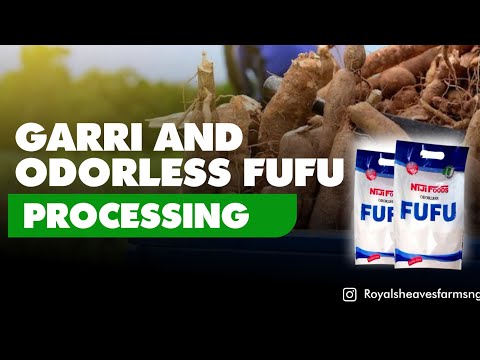 Видео: Переработка маниоки на крупнейшем интегрированном заводе по переработке маниоки в Нигерии