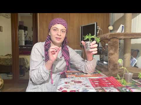 Видео: Укоренение Душистой Пеларгонии.  Pelargonium. Советы, как укоренить.