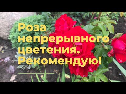 Видео: Роза непрерывного цветения. Рекомендую!