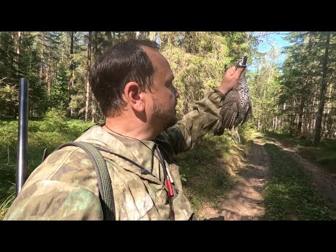 Видео: ОХОТА НА РЯБЧИКА С МАНКОМ