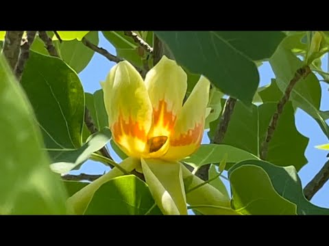 Видео: Тюльпановое дерево расцвело 🌷