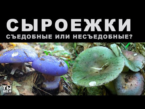 Видео: Грибы сыроежки. съедобные и несъедобные.как их готовить?