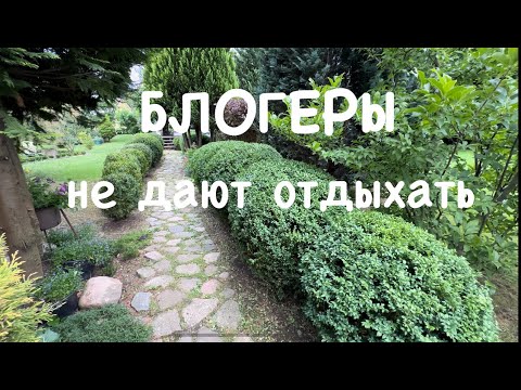 Видео: Укрощаю огурец. Борюсь с капельной лентой.  Радуюсь помидорам на улице. Полю, стригу и любуюсь садом