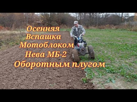 Видео: Осенняя вспашка мотоблоком Нева МБ-2 с оборотным плугом.
