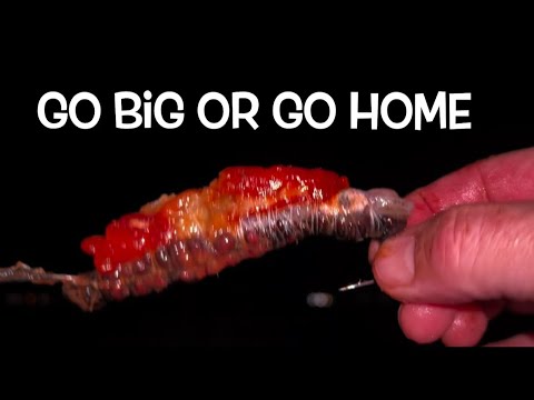 Видео: Рыбалка на побережье Холдернесса, река Хамбер