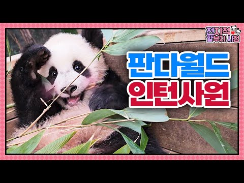 Видео: (SUB) Маленькие панды-близнецы больше всего любят играть на улице🐼│Мир панд