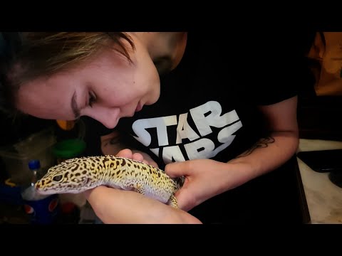 Видео: Распаковка гигантского эублефара. Даша снимает шкурку с Иранского эублефара Зефирия