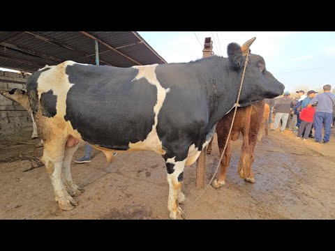 Видео: 25 октября 2025 Г.МОЛБОЗОРИ Ш ХУЧАНД ХУДЖАНД ТОЖИКИСТОН MOLBOZOR BOZOR 