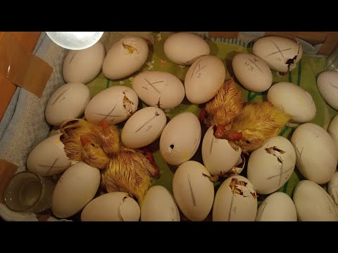Видео: Гусята лупятся с космической скоростью🤩Хочу Мамутов🌸29 день инкубации в картонной коробке