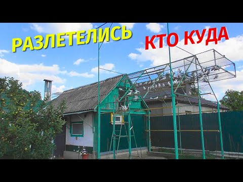 Видео: Пропала Толпа Голубей уже до обеда! Вернутся ли Молодые голуби 2025⁉😲