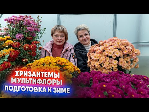 Видео: Хризантемы мультифлоры подготовка к зиме