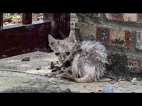 Видео: Никогда в жизни не получавшая любви, она плакала, когда женщина кормила ее!