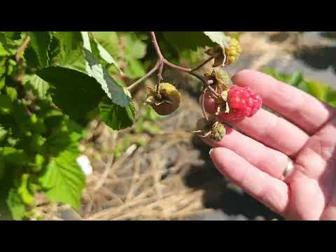 Видео: Ежевика Карака Блэк, ежемалина Тайберри начинают окрашиваться 04.06.24