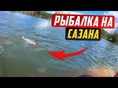 Видео: Удочка в дугу и визг фрикциона - это САЗАН. Рыбалка на сазана.