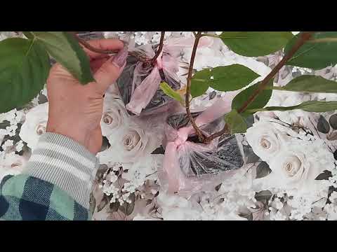 Видео: Получила посылку с гортензиями для кашпо. 