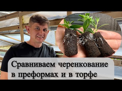 Видео: Эксперимент по черенкованию калибрахоа в проформы #калибрахоа #петуния #вегетативка #петуниянск