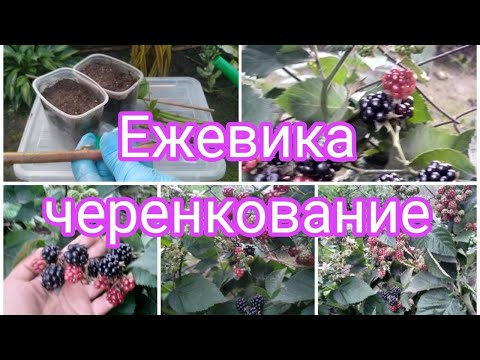 Видео: ЧЕРЕНКОВАНИЕ ЕЖЕВИКИ БЕСШИПНОЙ.