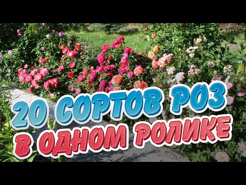 Видео: 20 сортов роз в одном ролике