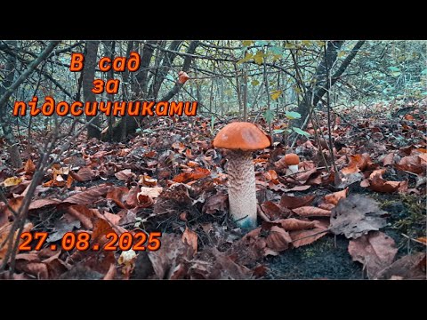 Видео: В сад по підосичники ч.6