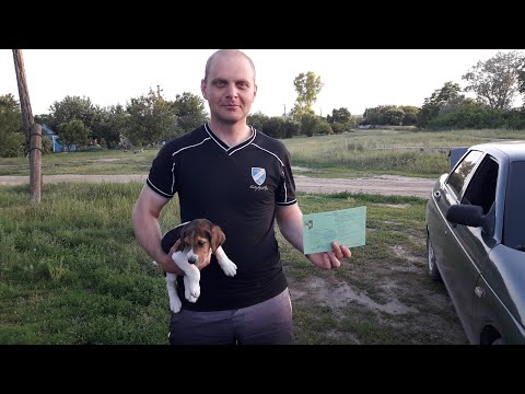 Видео: Продаю Щенят!!! Русская Пегая Гончая. (РПГ)