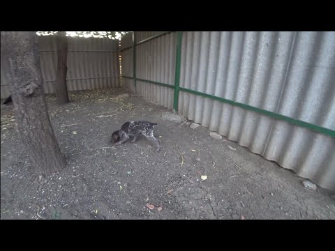 Видео: Курцхаар - Гюрза, дрессировка щенка, легавой